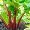 Victoria Rhubarb Roots for Planting - 10 Pack Bare Root Crowns 4-6 Inch - Image 1