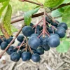 Viking Aronia Berry Live Plant, 6-12 Inches, Chokeberry Shrub, Outdoor Viking Aronia Berry Live Plant, 6-12 Inches, Chokeberry Shrub, Outdoor - Image 1