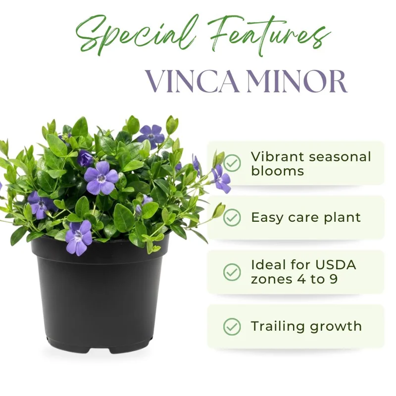 Vinca Live Plant – 4 to 6 Inch Tall – Vibrant Purple Flowers – Outdoor Vinca Live Plant – 4 to 6 Inch Tall – Vibrant Purple Flowers – Outdoor - Image 2