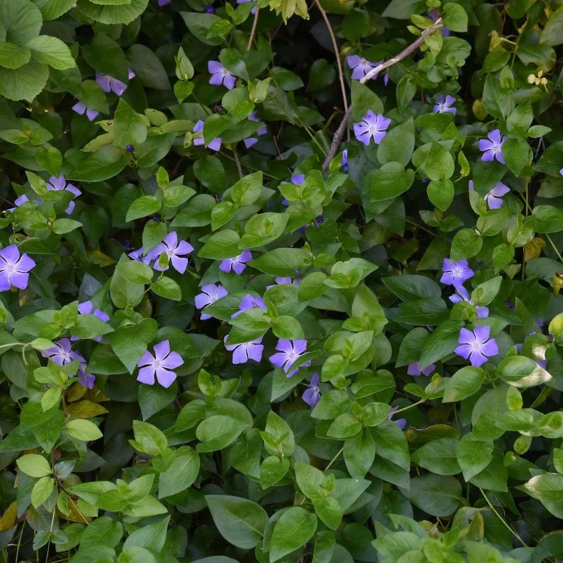 Vinca Live Plant – 4 to 6 Inch Tall – Vibrant Purple Flowers – Outdoor Vinca Live Plant – 4 to 6 Inch Tall – Vibrant Purple Flowers – Outdoor - Image 3