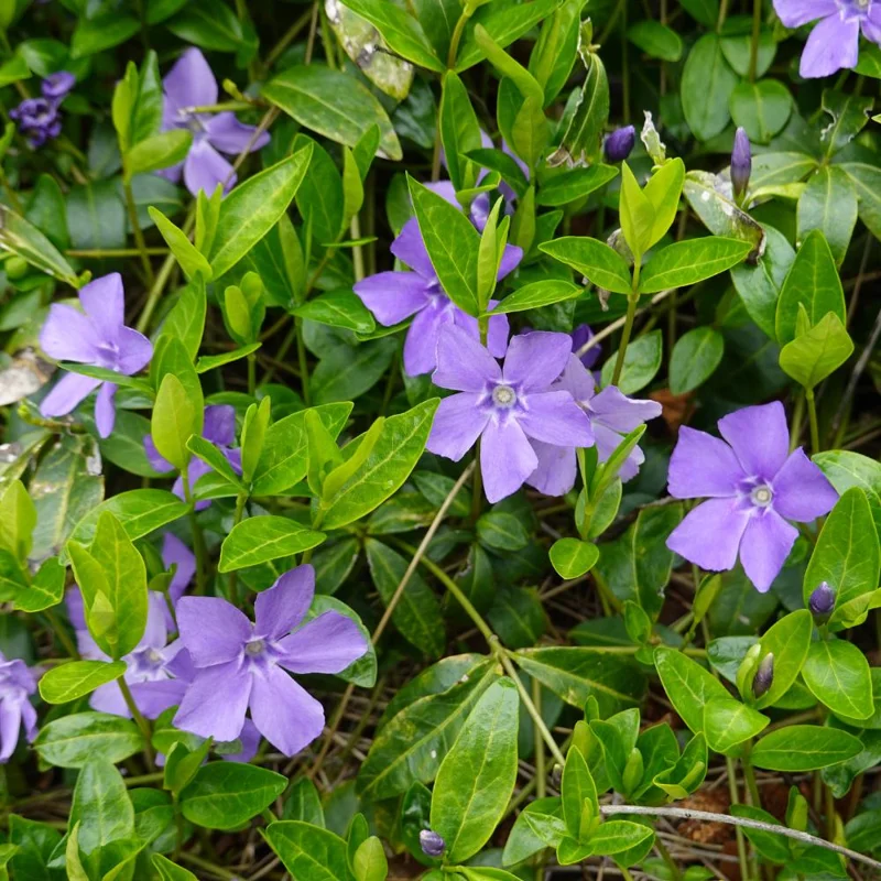 Vinca Live Plant – 4 to 6 Inch Tall – Vibrant Purple Flowers – Outdoor Vinca Live Plant – 4 to 6 Inch Tall – Vibrant Purple Flowers – Outdoor - Image 4