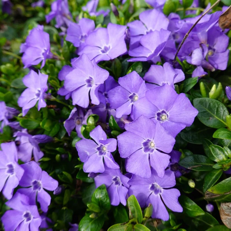 Vinca Live Plant – 4 to 6 Inch Tall – Vibrant Purple Flowers – Outdoor Vinca Live Plant – 4 to 6 Inch Tall – Vibrant Purple Flowers – Outdoor - Image 5