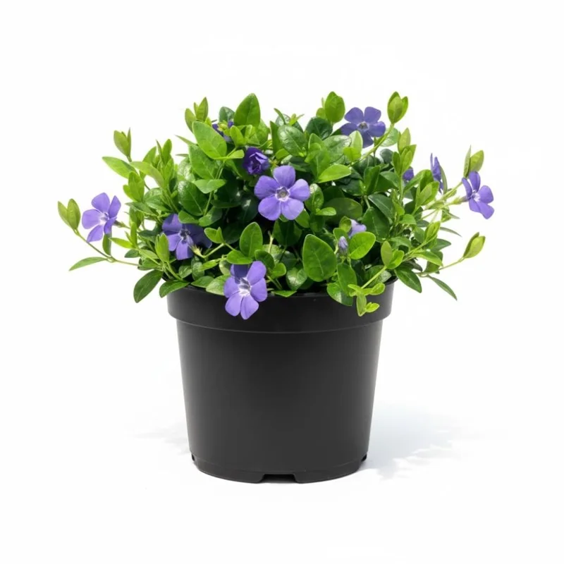 Vinca Live Plant – 4 to 6 Inch Tall – Vibrant Purple Flowers – Outdoor Vinca Live Plant – 4 to 6 Inch Tall – Vibrant Purple Flowers – Outdoor - Image 1