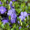Vinca Minor Live Plants – 50 Creeping Periwinkle Ground Cover, 4-6 Inch Tall Vinca Minor Live Plants – 50 Creeping Periwinkle Ground Cover, 4-6 Inch Tall - Image 1