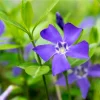 Vinca Minor Live Plants - Creeping Periwinkle Ground Cover - Set of 12, 4-6 Inch Tall Vinca Minor Live Plants - Creeping Periwinkle Ground Cover - Set of 12, 4-6 Inch Tall - Image 1