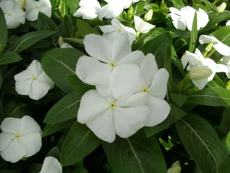 Vinca Pacifica XP White Flower Seeds - 500 Count Annual Periwinkle Seeds Vinca Pacifica XP White Flower Seeds - 500 Count Annual Periwinkle Seeds - Image 2