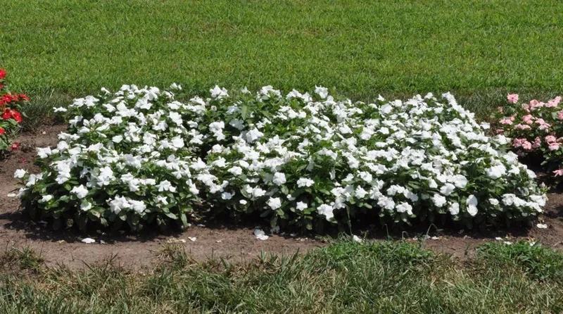 Vinca Pacifica XP White Flower Seeds - 500 Count Annual Periwinkle Seeds Vinca Pacifica XP White Flower Seeds - 500 Count Annual Periwinkle Seeds - Image 1