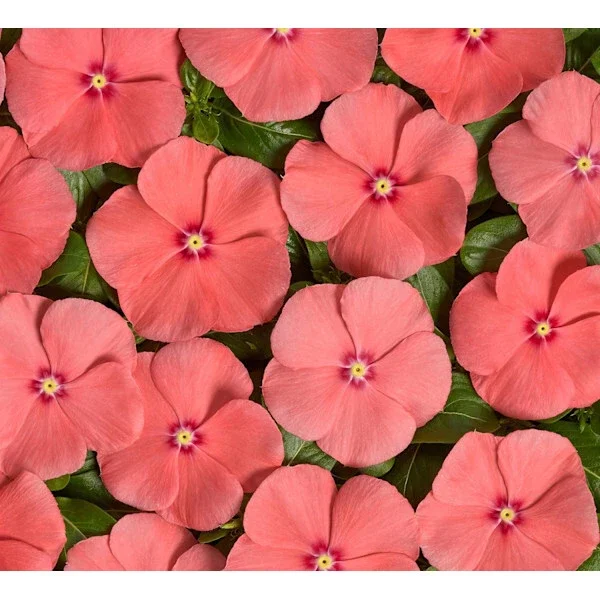 Vinca Sunsplash Peach Flower Seeds - 1000 Count, Pink Blooms, Annual Outdoor Vinca Sunsplash Peach Flower Seeds - 1000 Count, Pink Blooms, Annual Outdoor - Image 3