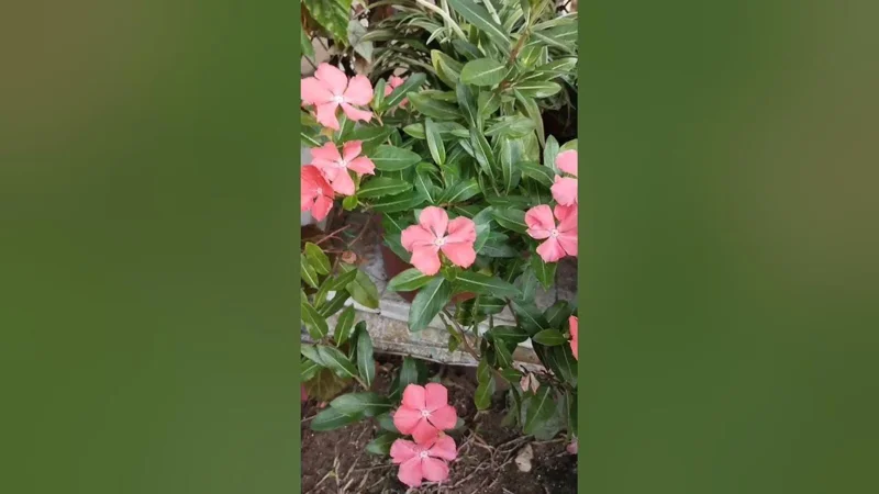 Vinca Sunsplash Peach Seeds - 1000 Count, Peach-Pink Flowers, Annual Outdoor - Image 2