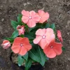 Vinca Sunsplash Peach Seeds - 1000 Count, Peach-Pink Flowers, Annual Outdoor - Image 1