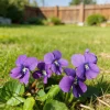 Violet Flower Seeds 200 Count - Perennial Viola for Outdoor & Garden Planting - Image 1