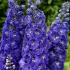 Violet Purple Delphinium Live Plant - 5-7 Inch Tall Perennial in Pot Violet Purple Delphinium Live Plant - 5-7 Inch Tall Perennial in Pot - Image 1