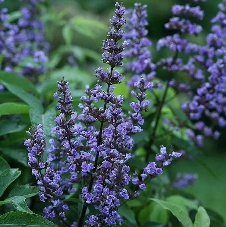 Vitex Chaste Tree Live Plant - Lilac Flowers, 6-12 inch Tall, 4 Inch Pot, Outdoor Shrub Vitex Chaste Tree Live Plant - Lilac Flowers, 6-12 inch Tall, 4 Inch Pot, Outdoor Shrub - Image 2