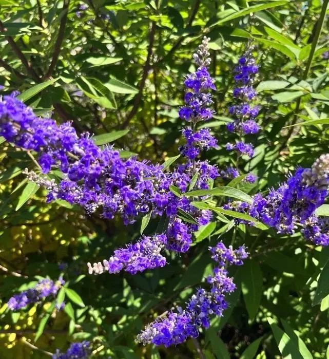Vitex Chaste Tree Live Plant - Lilac Flowers, 6-12 inch Tall, 4 Inch Pot, Outdoor Shrub Vitex Chaste Tree Live Plant - Lilac Flowers, 6-12 inch Tall, 4 Inch Pot, Outdoor Shrub - Image 3
