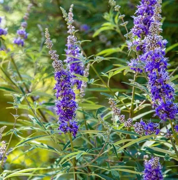 Vitex Chaste Tree Live Plant - Lilac Flowers, 6-12 inch Tall, 4 Inch Pot, Outdoor Shrub Vitex Chaste Tree Live Plant - Lilac Flowers, 6-12 inch Tall, 4 Inch Pot, Outdoor Shrub - Image 4