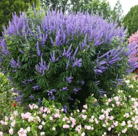 Vitex Chaste Tree Live Plant - Lilac Flowers, 6-12 inch Tall, 4 Inch Pot, Outdoor Shrub Vitex Chaste Tree Live Plant - Lilac Flowers, 6-12 inch Tall, 4 Inch Pot, Outdoor Shrub - Image 1