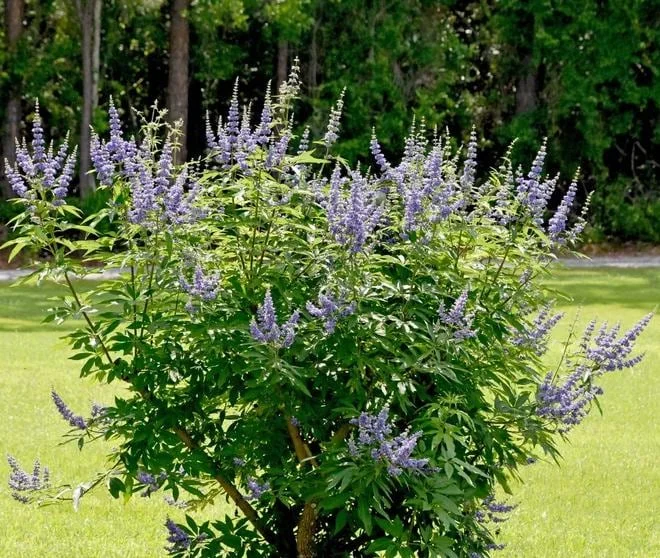 Vitex Chaste Tree Live Plant - Lilac Flowers, 6-12 inch Tall, 4 Inch Pot, Outdoor Shrub Vitex Chaste Tree Live Plant - Lilac Flowers, 6-12 inch Tall, 4 Inch Pot, Outdoor Shrub - Image 5