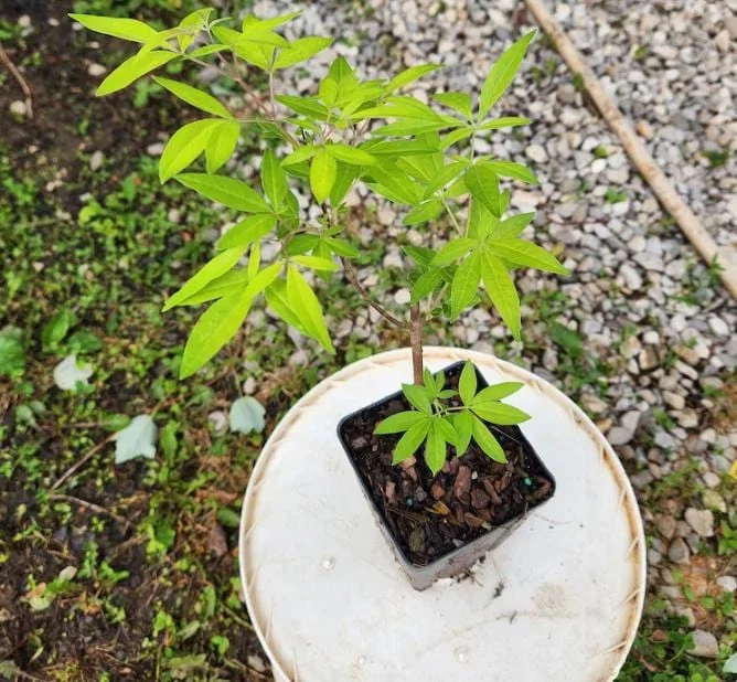 Vitex Chaste Tree Live Plant - Lilac Flowers, 6-12 inch Tall, 4 Inch Pot, Outdoor Shrub Vitex Chaste Tree Live Plant - Lilac Flowers, 6-12 inch Tall, 4 Inch Pot, Outdoor Shrub - Image 6