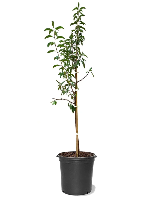 Waneta Plum Tree Cold-hardy Plum Fruit Tree reddish-maroon Plum Tree 3-4 Ft Tall 5 Gal Pot - Image 2