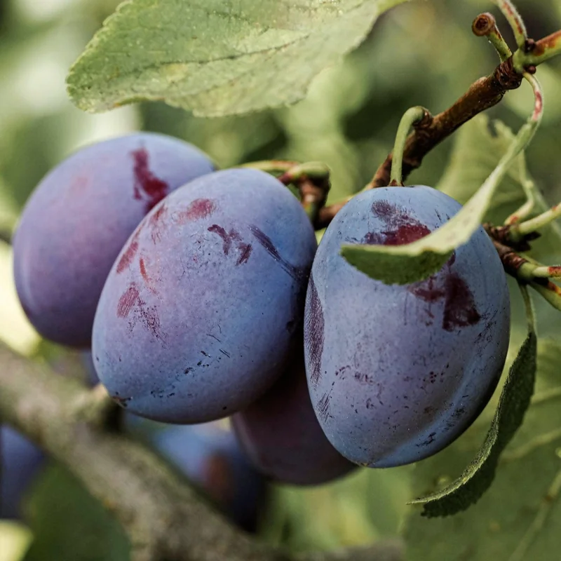 Waneta Plum Tree Cold-hardy Plum Fruit Tree reddish-maroon Plum Tree 3-4 Ft Tall 5 Gal Pot - Image 1