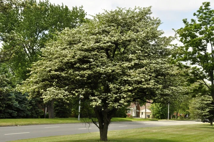 Washington Hawthorn Tree Live Plant - 18-24 Inches, 2-3 Years Old, Bare Root Washington Hawthorn Tree Live Plant - 18-24 Inches, 2-3 Years Old, Bare Root - Image 3