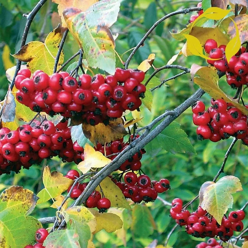 Washington Hawthorn Tree Live Plant - 18-24 Inches, 2-3 Years Old, Bare Root Washington Hawthorn Tree Live Plant - 18-24 Inches, 2-3 Years Old, Bare Root - Image 4