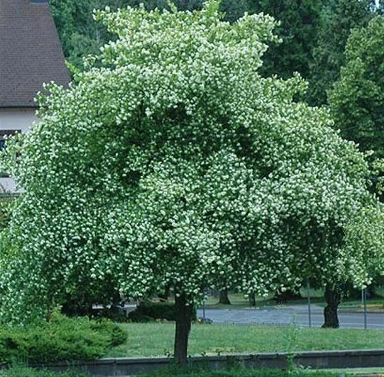 Washington Hawthorn Tree Live Plant - 18-24 Inches, 2-3 Years Old, Bare Root Washington Hawthorn Tree Live Plant - 18-24 Inches, 2-3 Years Old, Bare Root - Image 1