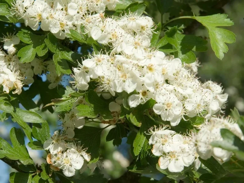 Washington Hawthorn Tree Live Plant - 18-24 Inches Tall, Bare Root, Outdoor - Image 2