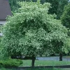 Washington Hawthorn Tree Live Plant – 18-24 Inches Tall – Bare Root – Outdoor Washington Hawthorn Tree Live Plant – 18-24 Inches Tall – Bare Root – Outdoor - Image 1