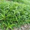 Water Spinach Seeds (Kangkong) - 300 Pcs - Easy Grow Vegetable Seeds - Outdoor - Image 1