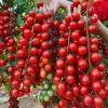 Waterfall Cherry Tomato Seeds - 150+ Ultra Sweet, Non-GMO, Indeterminate Waterfall Cherry Tomato Seeds - 150+ Ultra Sweet, Non-GMO, Indeterminate - Image 1