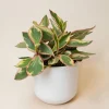 Watermelon Peperomia Live Plant - Compact Indoor Houseplant - 4 Inches Tall - Image 1