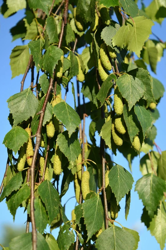 Weeping Birch Tree Seeds - Betula Pendula - 1000 Seed Pack - Outdoor - Easy Grow - Image 2
