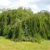 Weeping Birch Tree Seeds - Betula Pendula - 1000 Seed Pack - Outdoor - Easy Grow - Image 1