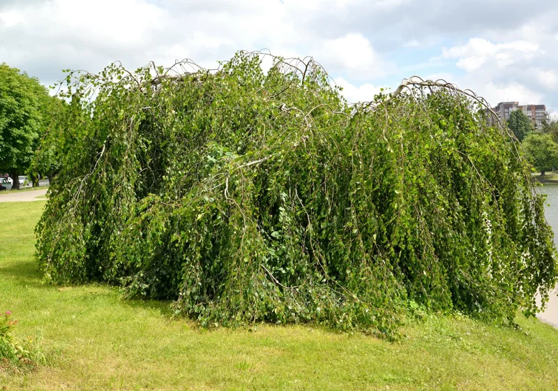 Weeping Birch Tree Seeds - Betula Pendula Youngii - 1000 Seeds for Bonsai, Outdoor Gardens - Image 2