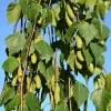 Weeping Birch Tree Seeds - Betula Pendula Youngii - 1000 Seeds for Bonsai, Outdoor Gardens - Image 1