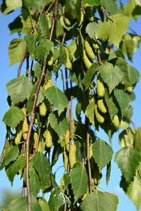 Weeping Birch Tree Seeds - Betula Pendula Youngii - 1000 Seeds for Bonsai, Outdoor Gardens - Image 1