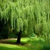 Weeping Willow Tree Cuttings - Set of 12 Unrooted Salix babylonica - Fast Growing Outdoor Weeping Willow Tree Cuttings - Set of 12 Unrooted Salix babylonica - Fast Growing Outdoor - Image 1