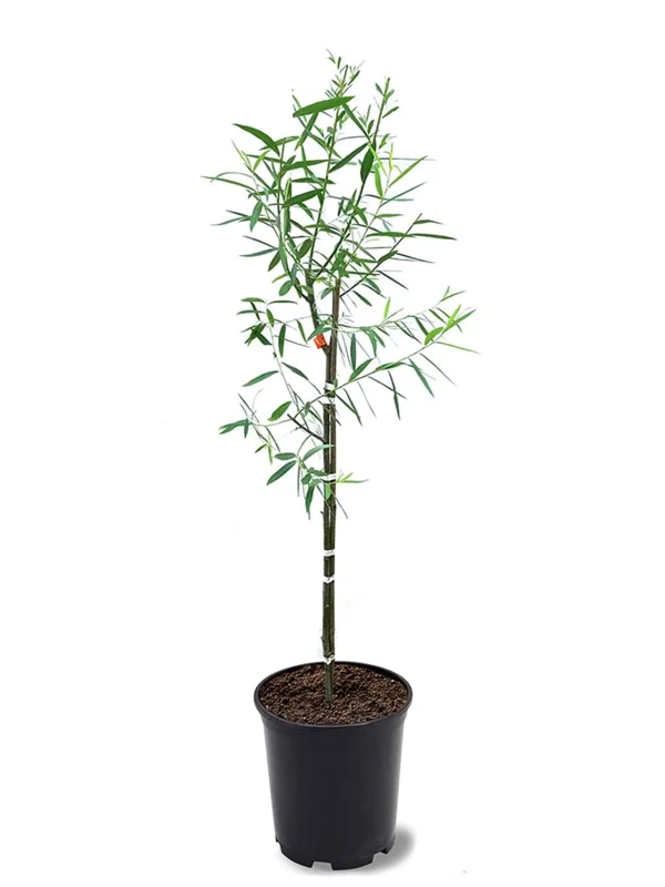 Weeping Willow Tree Live Plant - 12 Inch Tall, 1 Gallon Pot, Fast Growing Shade Tree - Image 2