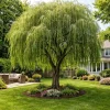 Weeping Willow Tree Live Plant - 12 Inch Tall, 1 Gallon Pot, Fast Growing Shade Tree - Image 1