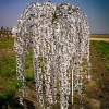 Weeping Yoshino Cherry Tree Live Plant – Outdoor Flowering Tree – 2.5-inch Pot - Image 1