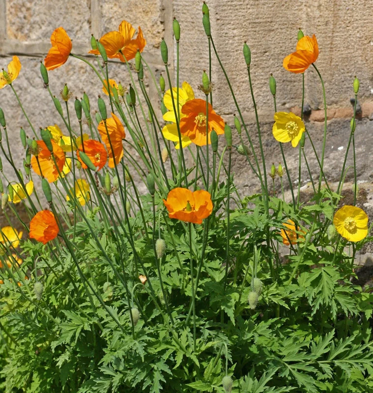 Welsh Poppy Seeds - 150+ Orange & Yellow Mixed, Hardy Perennial Outdoor Meconopsis Cambrica - Image 2