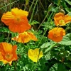 Welsh Poppy Seeds - 150+ Orange & Yellow Mixed, Hardy Perennial Outdoor Meconopsis Cambrica - Image 1
