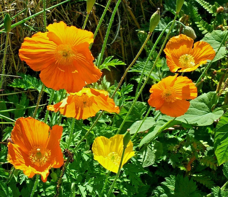 Welsh Poppy Seeds - 150+ Orange & Yellow Mixed, Hardy Perennial Outdoor Meconopsis Cambrica - Image 1