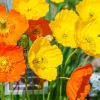 Welsh Poppy Seeds - 154+ Seeds, Orange & Yellow Flowers, Partial Shade, Perennial - Image 1