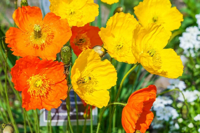 Welsh Poppy Seeds - 154+ Seeds, Orange & Yellow Flowers, Partial Shade, Perennial - Image 1