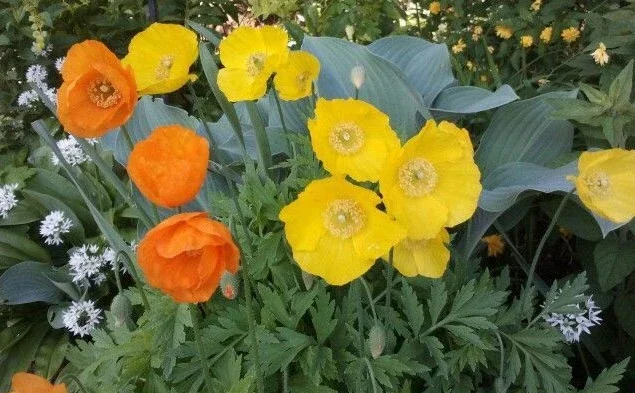 Welsh Poppy Seeds - 154+ Seeds, Orange & Yellow Flowers, Partial Shade, Perennial - Image 2