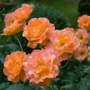 Westerland Climbing Rose Live Plant – Orange Apricot Climber – 5-9 Inch Tall Starter Rose – Outdoor Garden Westerland Climbing Rose Live Plant – Orange Apricot Climber – 5-9 Inch Tall Starter Rose – Outdoor Garden - Image 1