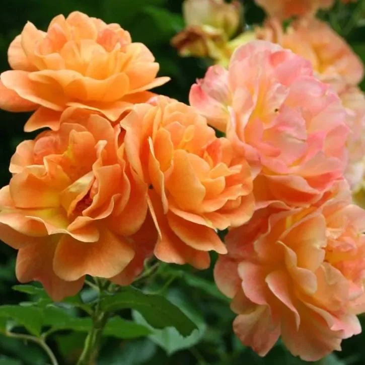 Westerland Climbing Rose Plant - Orange-Apricot Live Heirloom Rose 4-7 Inch Tall Westerland Climbing Rose Plant - Orange-Apricot Live Heirloom Rose 4-7 Inch Tall - Image 2