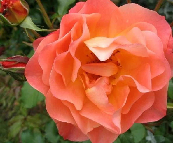 Westerland Climbing Rose Plant - Orange-Apricot Live Heirloom Rose 4-7 Inch Tall Westerland Climbing Rose Plant - Orange-Apricot Live Heirloom Rose 4-7 Inch Tall - Image 3